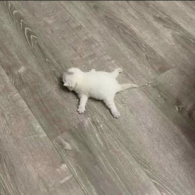 Lini